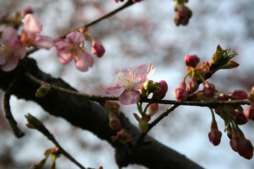 British hawthorn blossom, cherryy flowers on branches, spring blossom