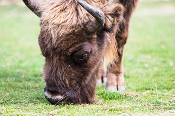 Fototapeta premium An European Bison, also called the Wisent, is Europe’s largest native mammal, which can reach over six feet in height and weigh 2000 pounds.