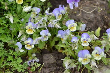 flower, nature, spring, pink,pansy eyes,  flowers, garden, plant, green, blossom, flora, purple, white, bloom, summer, beauty, blue, natural, leaf, season, petal, floral, color, field, blooming 