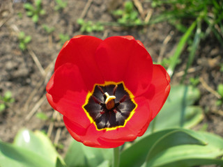 red tulip in green grass background, shallow dof