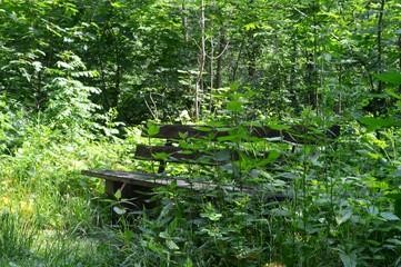 a bench hiding in the green forest surrounded by trees, shrubs and plants