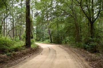 Dirt lane winding through a southern pine and oak forest.