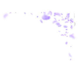 Violet flower petals falling down. Fantastic roman