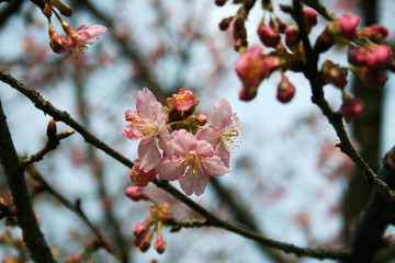 British hawthorn blossom, cherryy flowers on branches, spring blossom