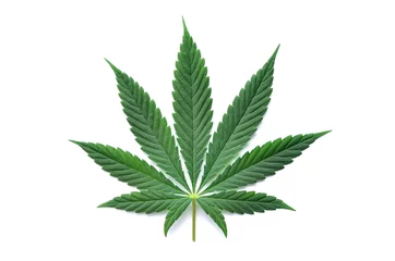 Grüne Cannabisblätter isoliert auf weißem Hintergrund. Anbau von medizinischem Marihuana. © Oleksandrum