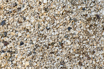 Background of small shells on the sea shore. Various small shell yard texture on the beach. background texture sea sand with shells and small stones .
