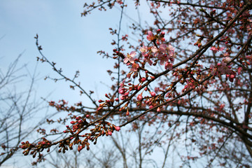 British hawthorn blossom, cherryy flowers on branches, spring blossom