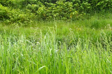 Fototapeta na wymiar Spring inspirations, green meadow