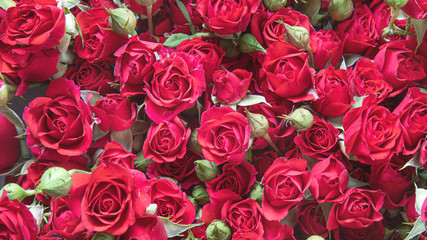 Natural red roses background