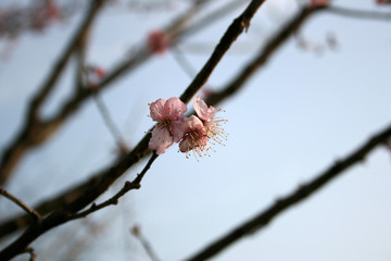 British hawthorn blossom, cherryy flowers on branches, spring blossom