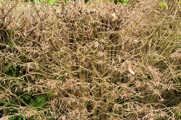 dead bush