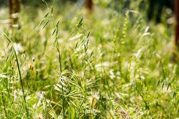 A lot of spikes in the garden