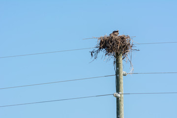 Close Up of Hawk Living in a Nest Built on the Top of an Electricity Pole