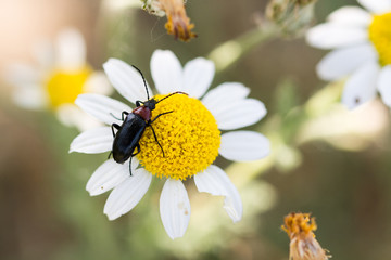Obraz premium an insect in a daisy flower