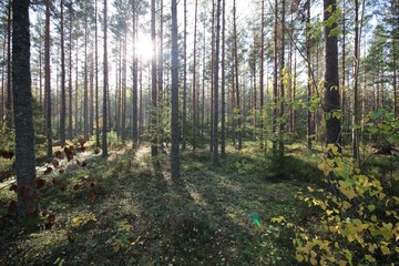 sun shining through swedish trees forest