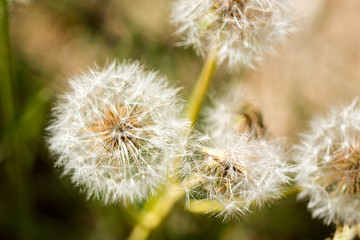dandelion on green background of grass