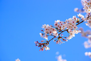 Cherry blossom branch with clear blue sky background. Low angle view. Close up