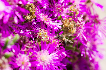 Bee collecting pollen