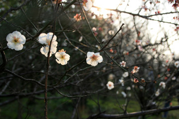 British hawthorn blossom, cherryy flowers on branches, spring blossom