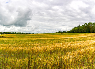 A field of ripened grain before the harvest.