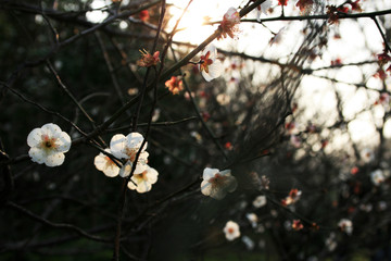 British hawthorn blossom, cherryy flowers on branches, spring blossom