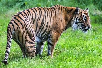 Fototapeta na wymiar A Sumatran Tiger, which originally inhabits the Indonesian island of Sumatra. It was classified as critically endangered by IUCN in 2008.