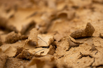 dried earth