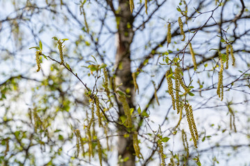 Twigs of a birch tree with fresh green leaves and catkins selective focus