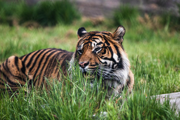 Close up of a Sumatran Tiger, which originally inhabits the Indonesian island of Sumatra. It was classified as critically endangered by IUCN in 2008.