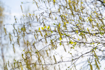 Twigs of a birch tree with fresh green leaves and catkins selective focus