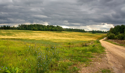 A field of ripened grain before the harvest.