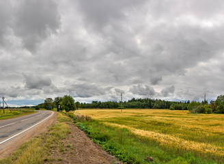 A field of ripened grain before the harvest.