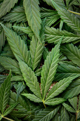 Background and texture of young and fresh cannabis leaves.
