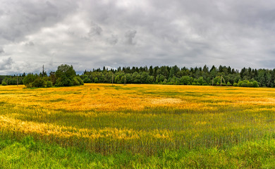 A field of ripened grain before the harvest.