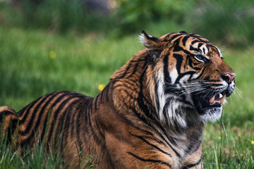 Fototapeta premium Close up of a Sumatran Tiger, which originally inhabits the Indonesian island of Sumatra. It was classified as critically endangered by IUCN in 2008.