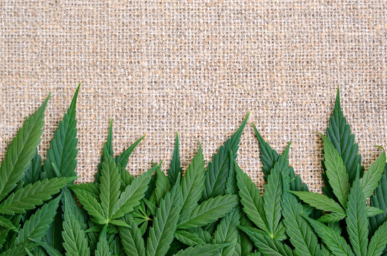 Cannabis Leaves On The Background Of Coarse Hemp Fabric