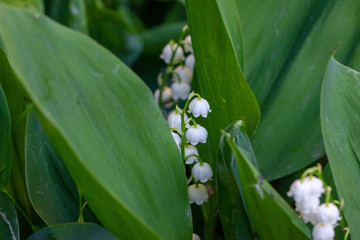 in the spring on a forest glade lilies of the valley blossom