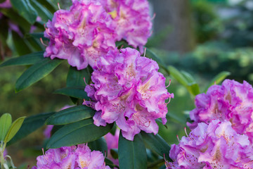 Rhododendron pink flowers