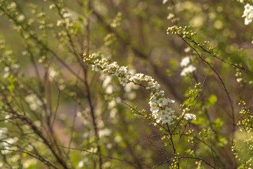 Close up of white sakura blooming flowers on blurred background