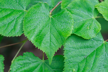 green spring linden leaves with dew drops