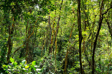 Tropical Jungle Scene in Singapore