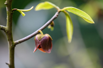 Flower of asimina tree
