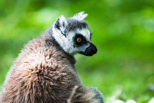 Ring-tailed Lemur, originally from Madagascar, is recognisable by its black and white-ringed tail. Its fur is grey or rosy-brown and white with black markings around its eyes and fox-like muzzle.