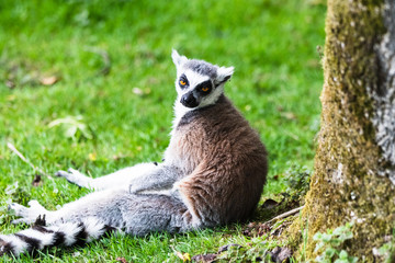 Naklejka na ściany i meble Ring-tailed Lemur, originally from Madagascar, is recognisable by its black and white-ringed tail. Its fur is grey or rosy-brown and white with black markings around its eyes and fox-like muzzle.