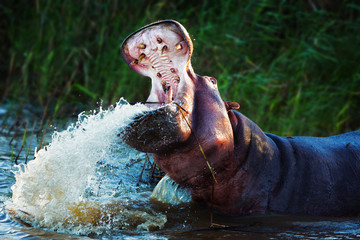 Angry hippopotamus displaying dominance with a wide open mouth while splashing water. Hippopotamus...