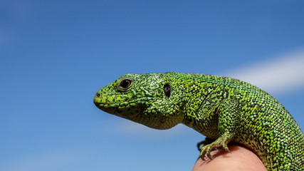 Зеленая ящерица на фоне неба.