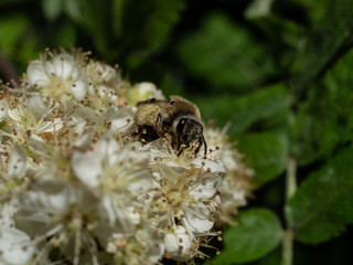 Пчела на цветке собирает нектар.