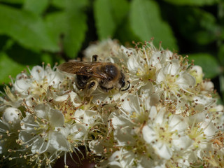 Пчела на цветке собирает нектар.