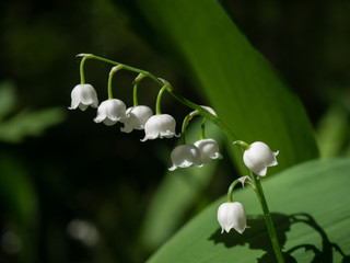 Ландыш майский