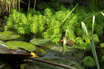 Yellow water lilies in pond tightened surface of the water